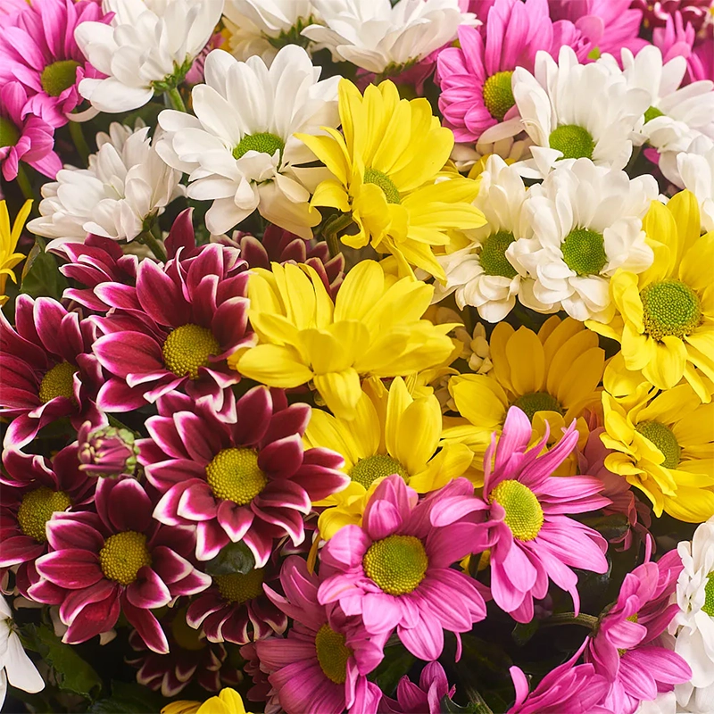 Букет из 25 кустовых хризантем в крафт