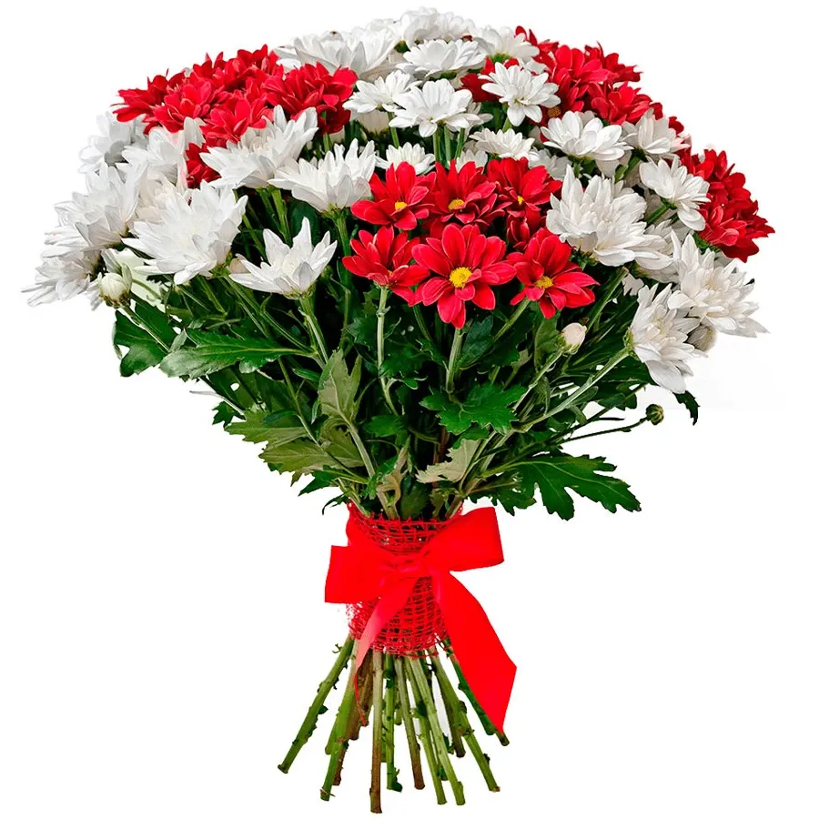 Хризантема кустовая красная и белая микс